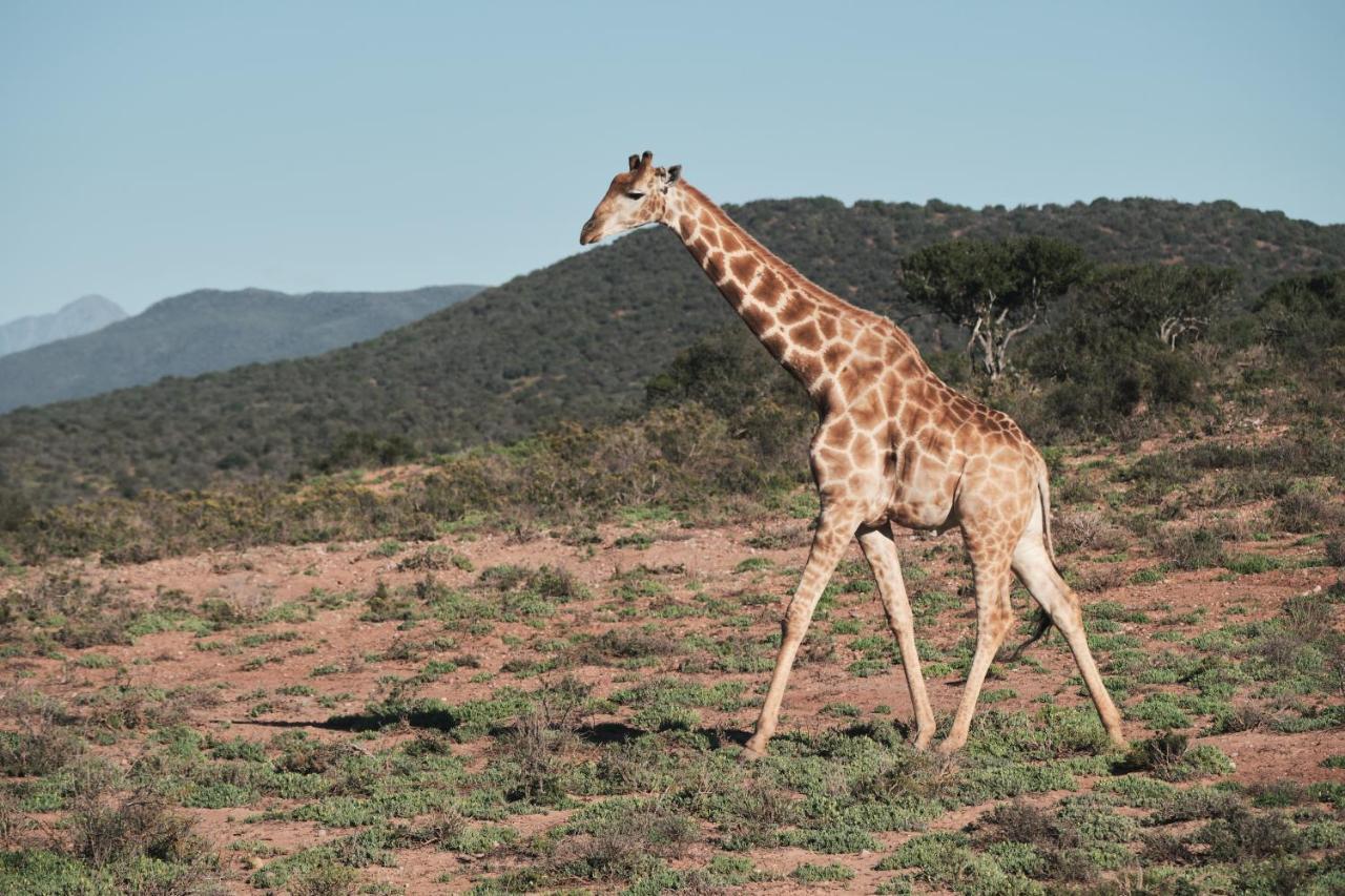 Africamps Klein Karoo Villa Oudtshoorn Ngoại thất bức ảnh